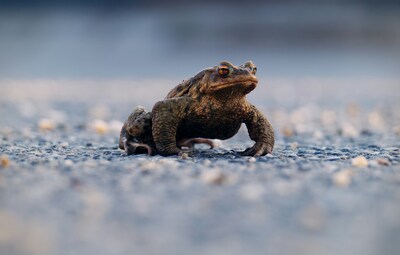 Kijk puit! Paddentrek in aantocht